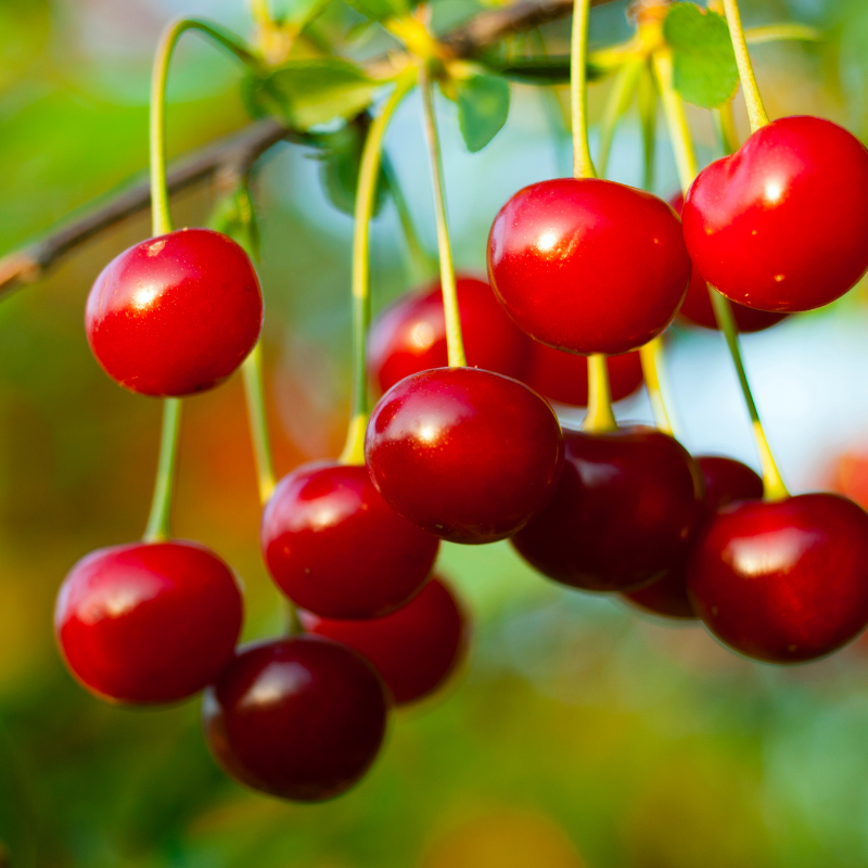 Himalayan Sweet Cherry, Prunus avium seeds - 100
