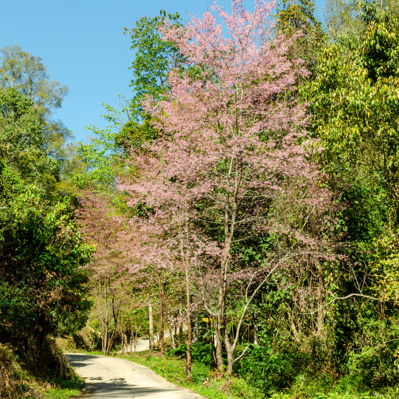 Himalayan Sweet Cherry, Prunus avium seeds - 100