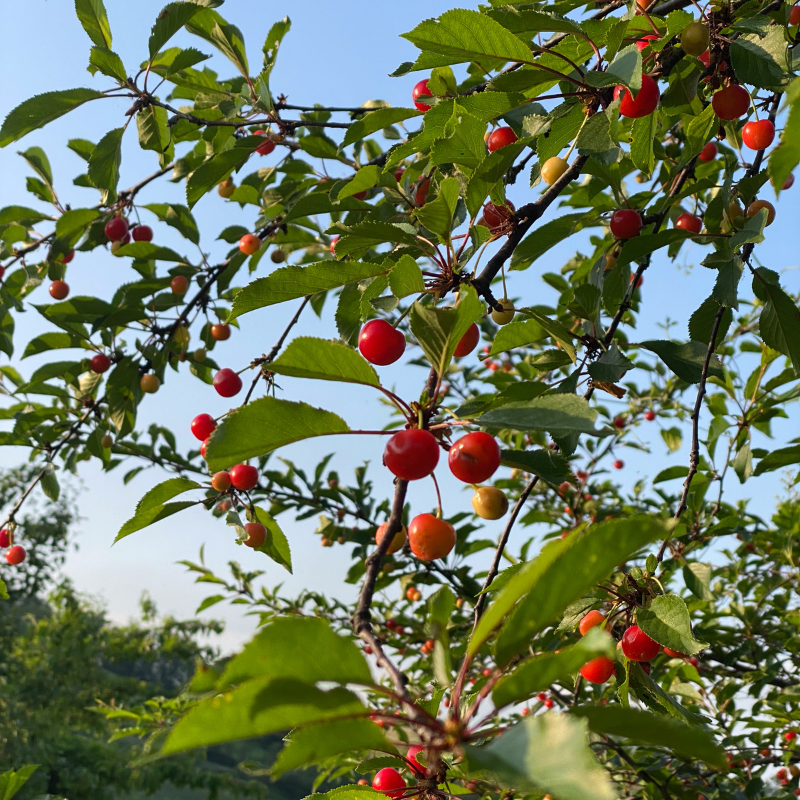 Himalayan Sweet Cherry, Prunus avium seeds - 100