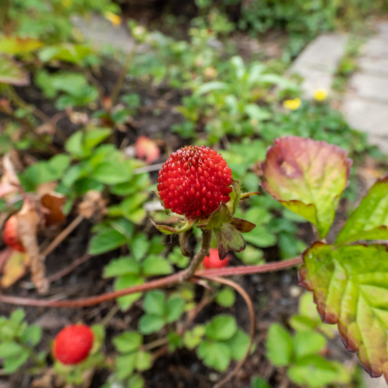 Duchesnea, Mock strawberry, Indian-strawberry seeds - 30
