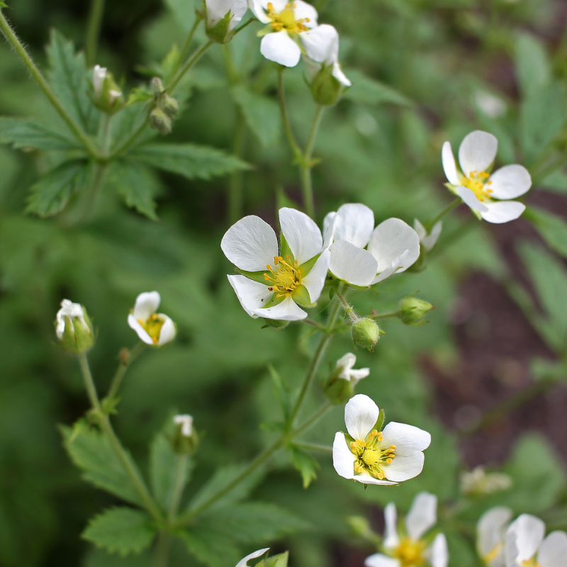 Duchesnea, Mock strawberry, Indian-strawberry seeds - 30