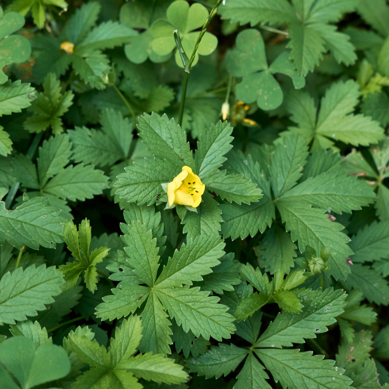 Duchesnea, Mock strawberry, Indian-strawberry seeds - 30