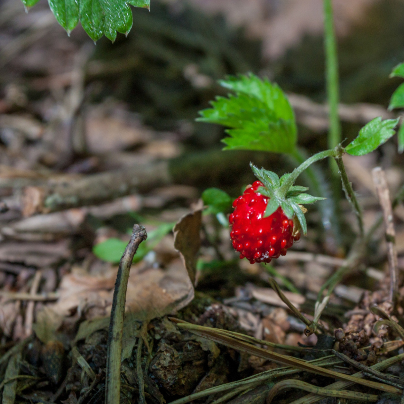Duchesnea, Mock strawberry, Indian-strawberry seeds - 30