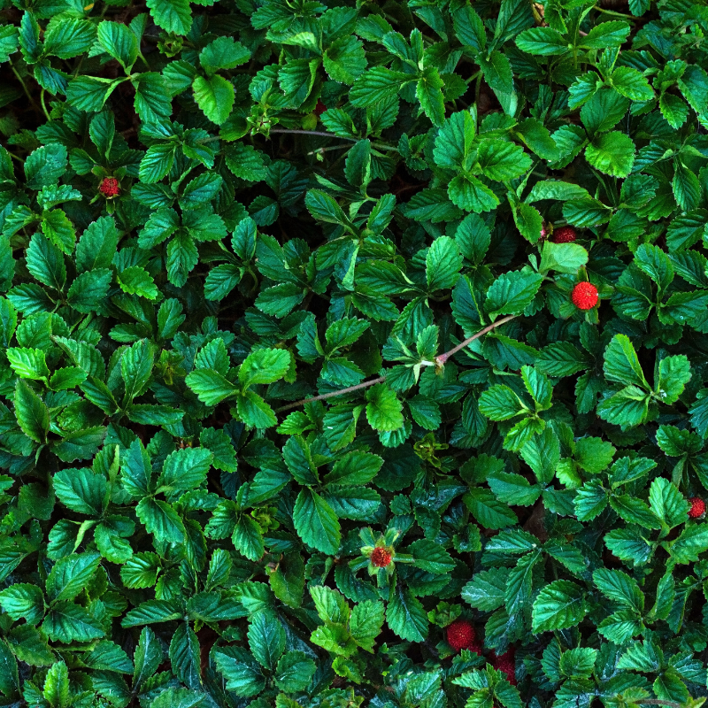 Duchesnea, Mock strawberry, Indian-strawberry seeds - 30