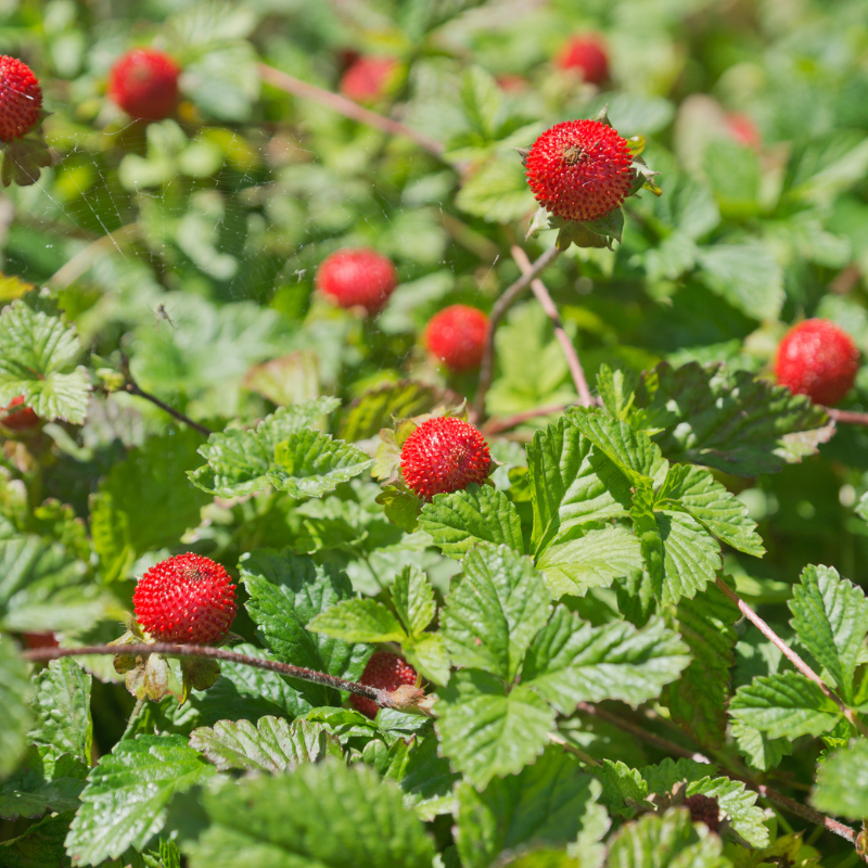 Duchesnea, Mock strawberry, Indian-strawberry seeds - 30