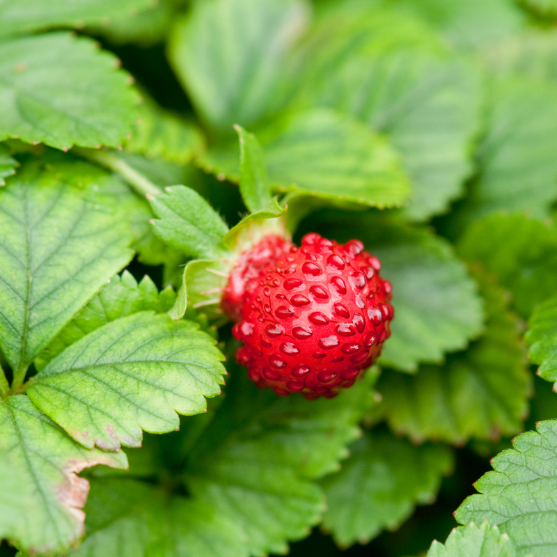 Duchesnea, Mock strawberry, Indian-strawberry seeds - 30