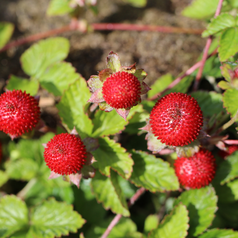 Duchesnea, Mock strawberry, Indian-strawberry seeds - 100