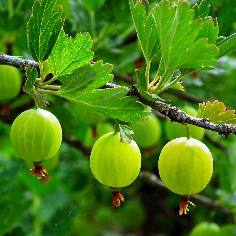 Gooseberry, Ribes uva-crispa seeds - 100