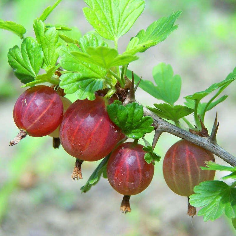 Gooseberry, Ribes uva-crispa seeds - 100