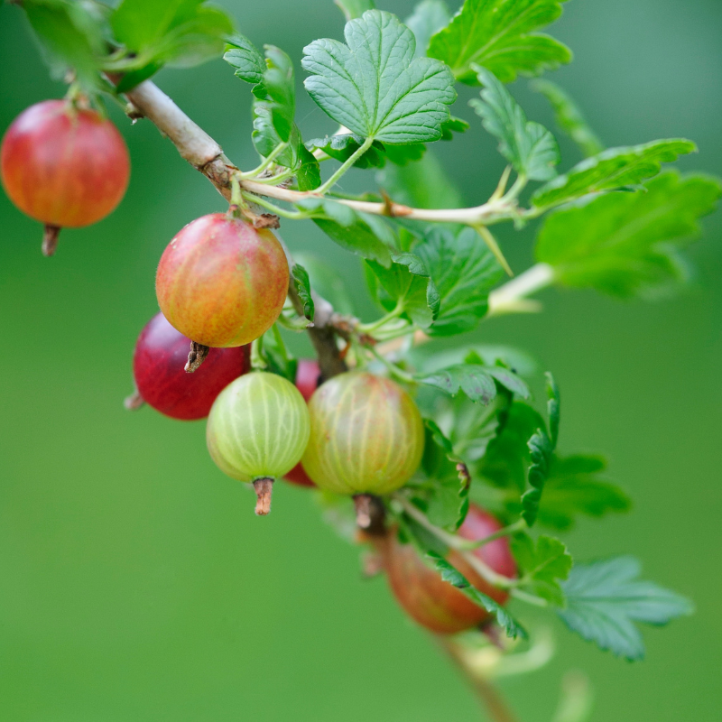 Gooseberry, Ribes uva-crispa seeds - 100