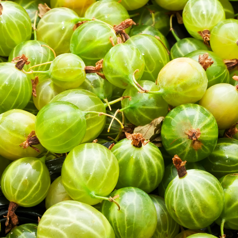 Gooseberry, Ribes uva-crispa seeds - 100