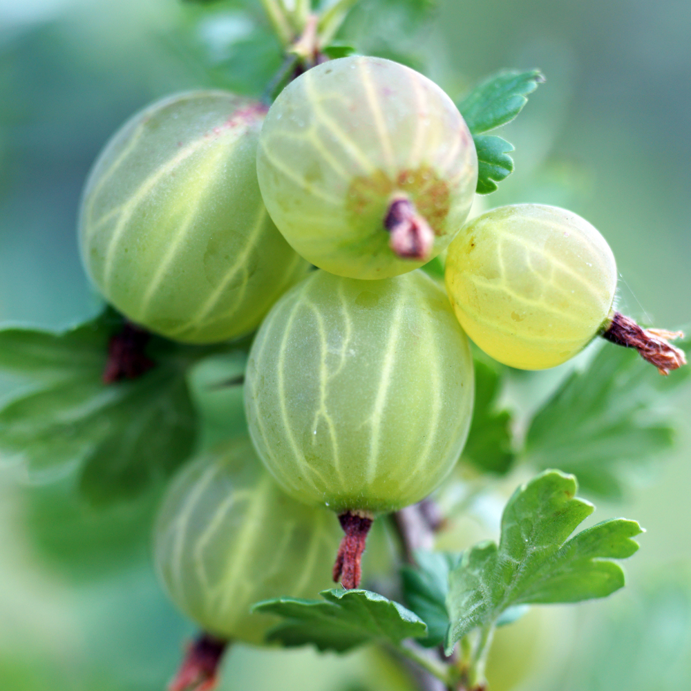 Gooseberry, Ribes uva-crispa seeds - 100
