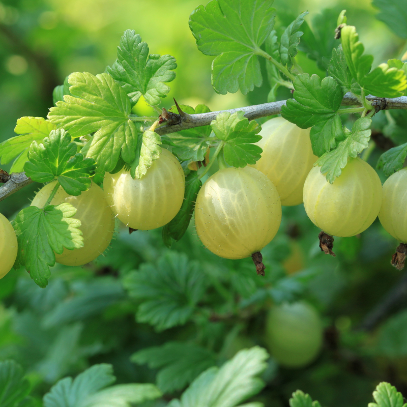 Gooseberry, Ribes uva-crispa seeds - 100