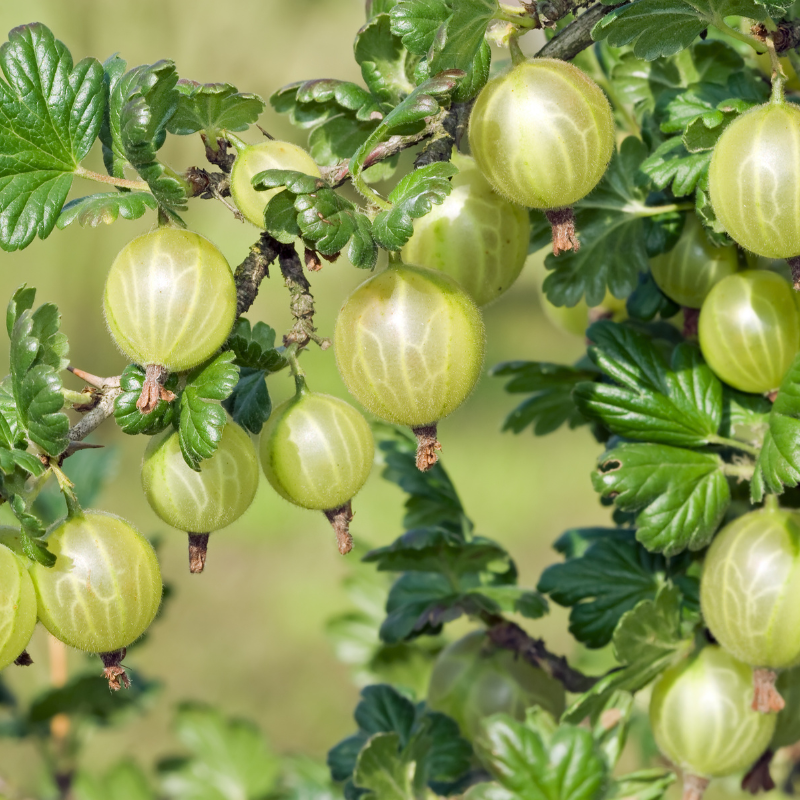 Gooseberry, Ribes uva-crispa seeds - 100