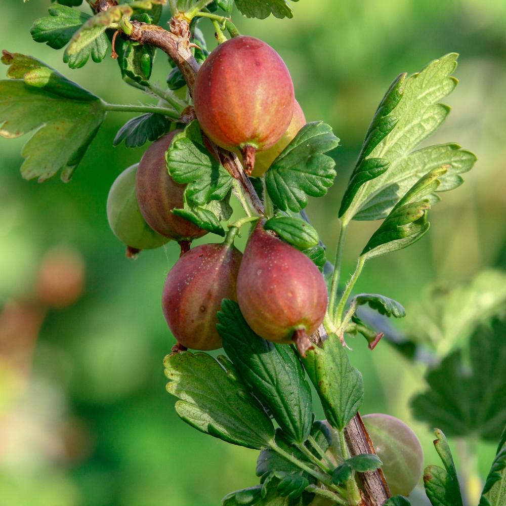 Gooseberry, Ribes uva-crispa seeds - 100