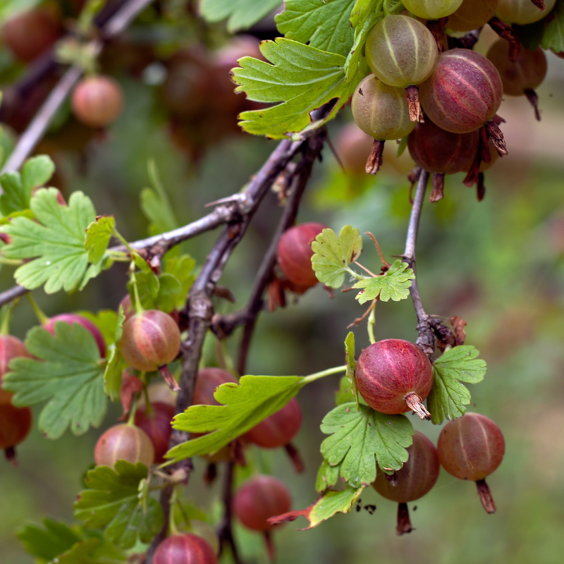 Gooseberry, Ribes uva-crispa seeds - 100