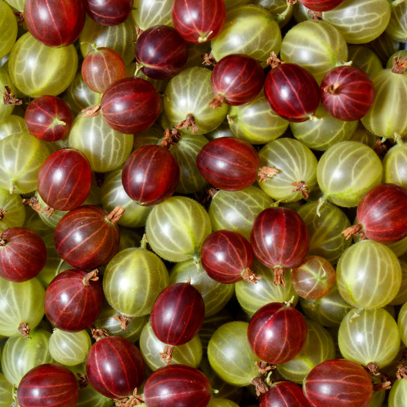 Gooseberry, Ribes uva-crispa seeds - 100