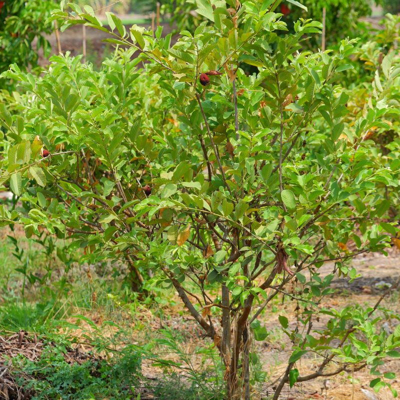 Guava, Amrud Allahabadi seeds - 600