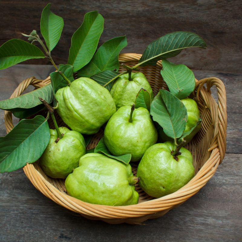 Guava, Amrud Allahabadi seeds - 600
