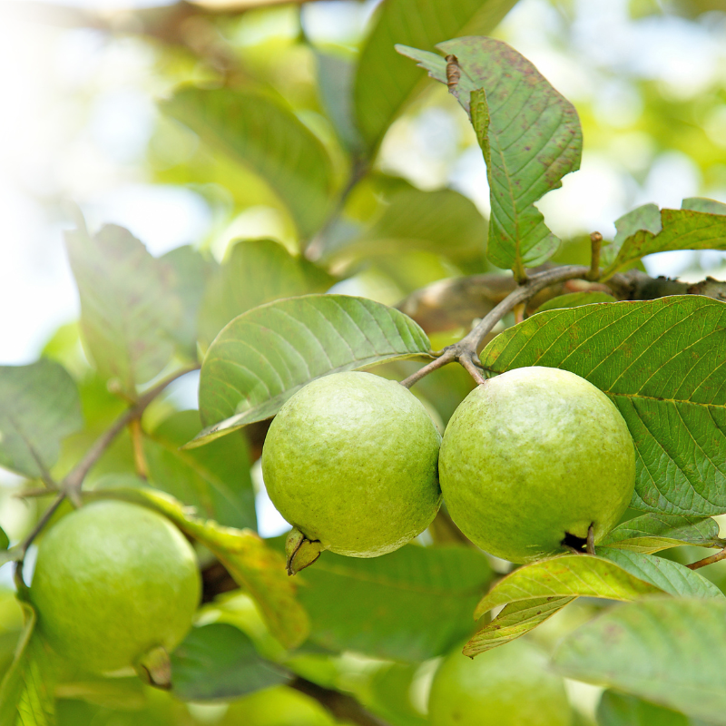 Guava, Amrud Allahabadi seeds - 600