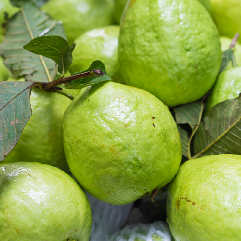 Guava, Amrud Allahabadi seeds - 600