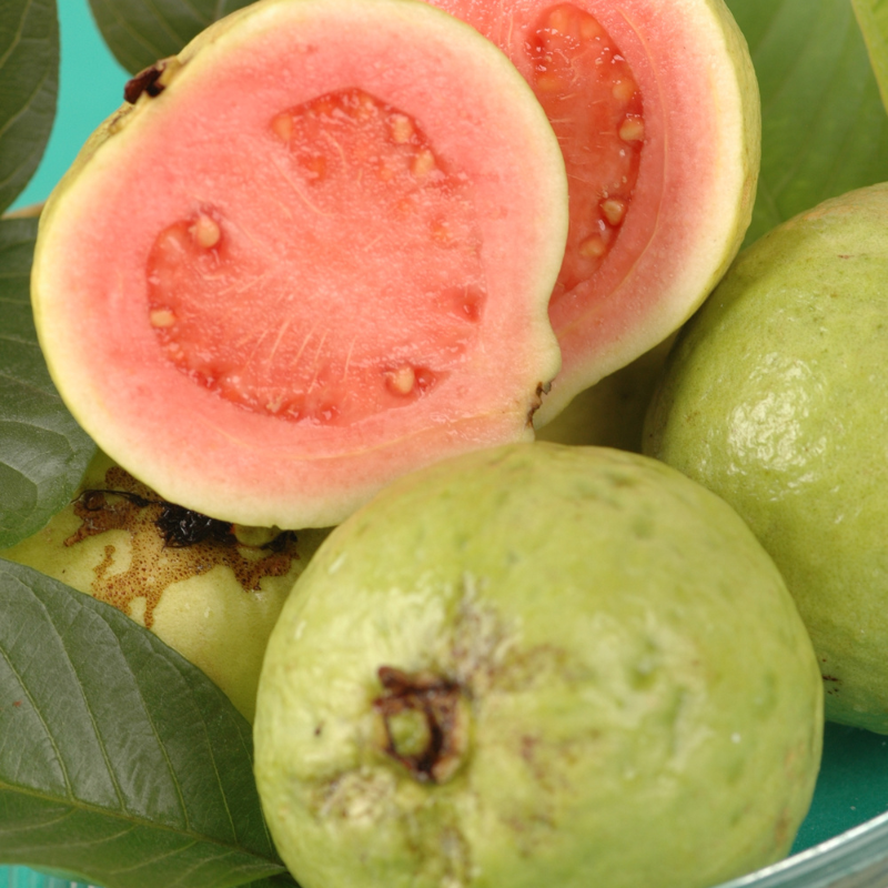 Guava, Amrud Allahabadi seeds - 600