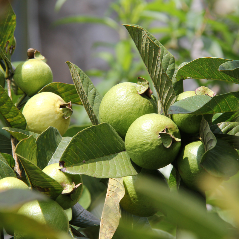 Guava, Amrud Allahabadi seeds - 600