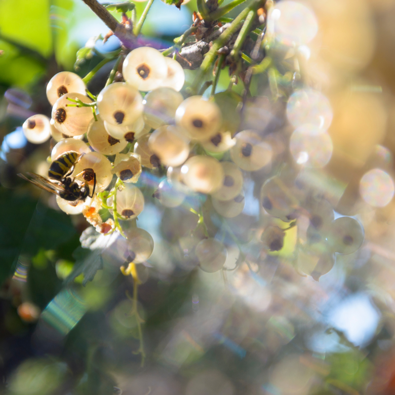 White currant, Ribes rubrum seeds - 100