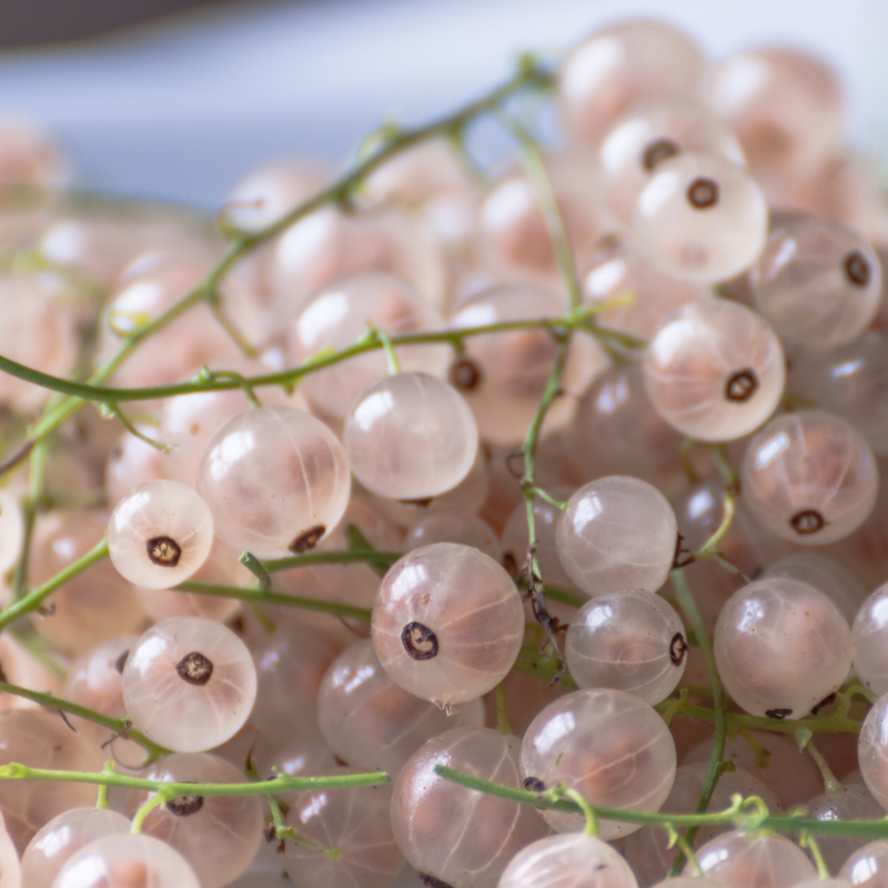 White currant, Ribes rubrum seeds - 100