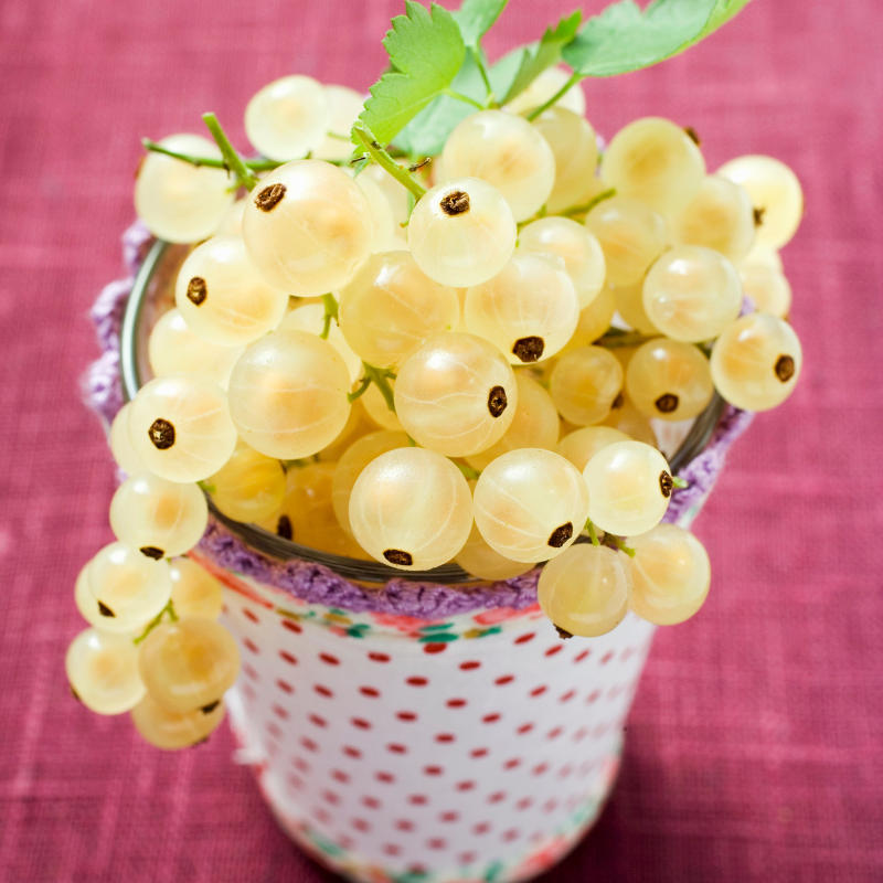 White currant, Ribes rubrum seeds - 100