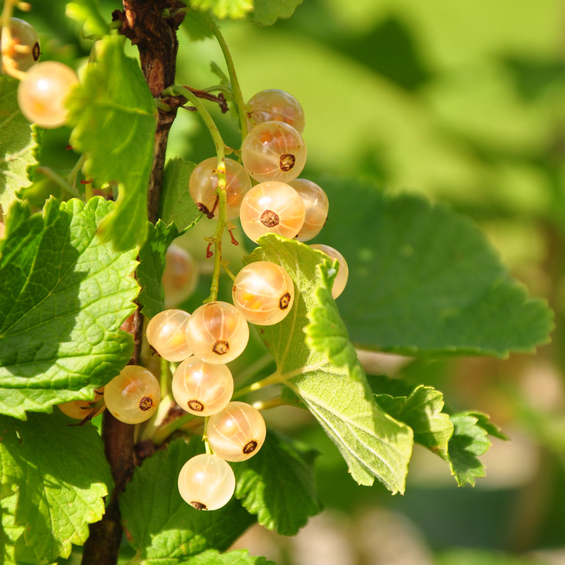 White currant, Ribes rubrum seeds - 100