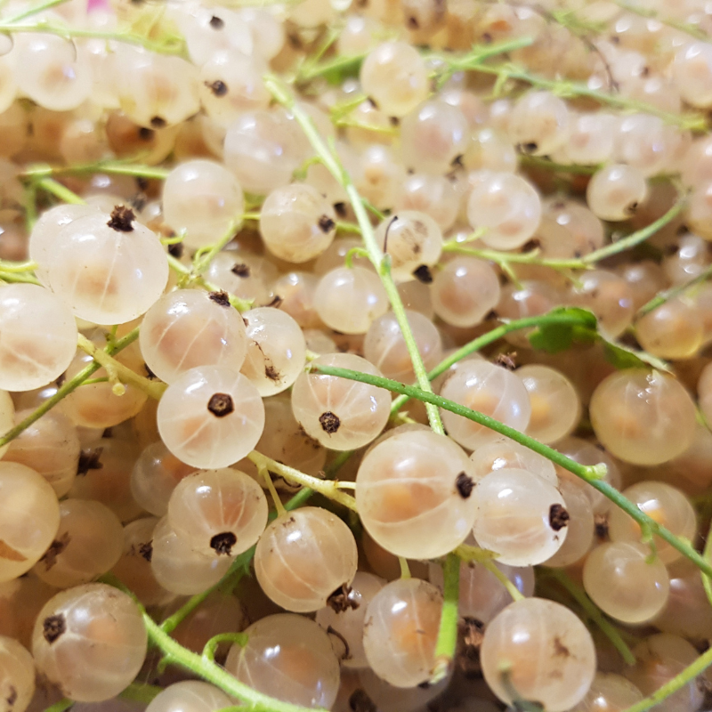 White currant, Ribes rubrum seeds - 100