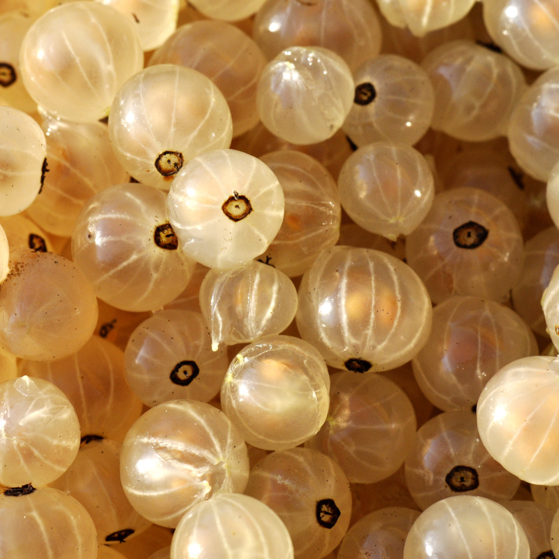 White currant, Ribes rubrum seeds - 100