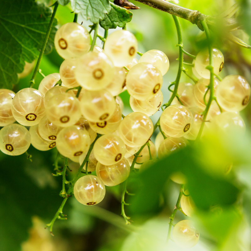 White currant, Ribes rubrum seeds - 100