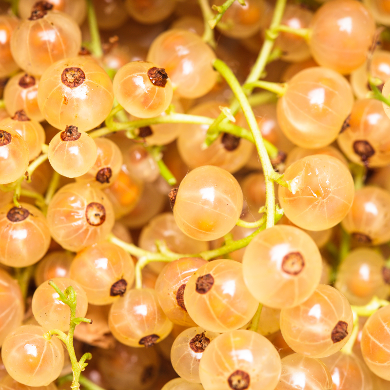 White currant, Ribes rubrum seeds - 100