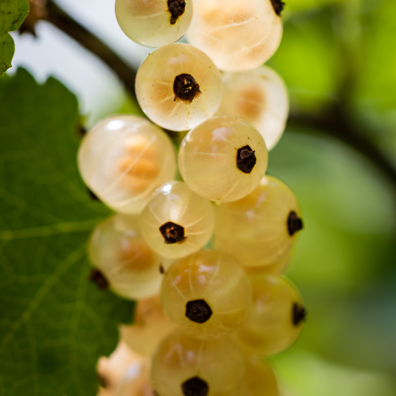 White currant, Ribes rubrum seeds - 100