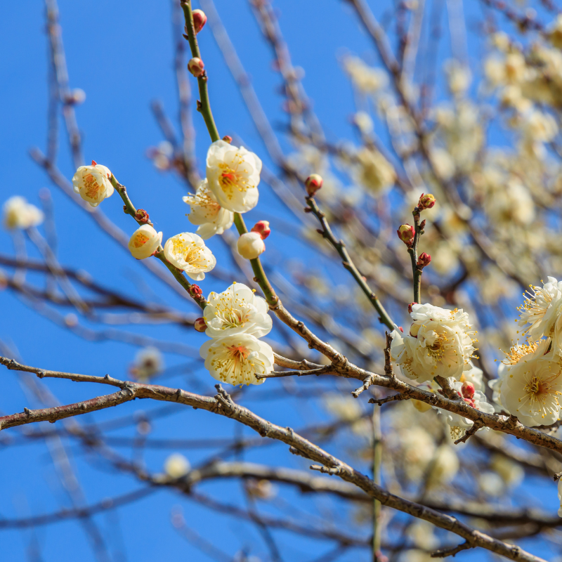 White Himalayan Apricot, Prunus Armeniaca seeds - 5