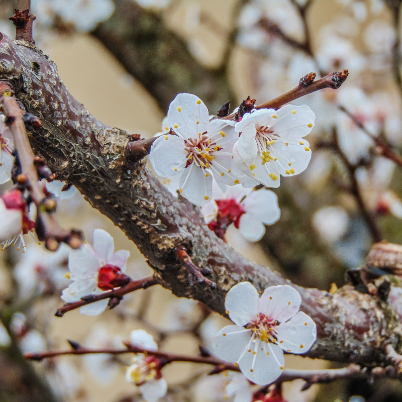 White Himalayan Apricot, Prunus Armeniaca seeds - 5