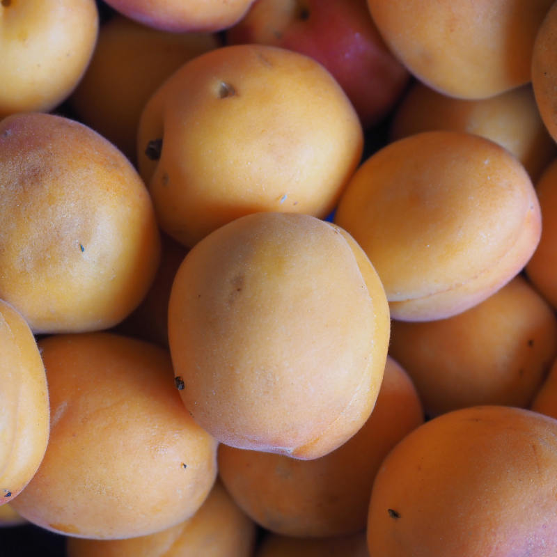 White Himalayan Apricot, Prunus Armeniaca seeds - 5