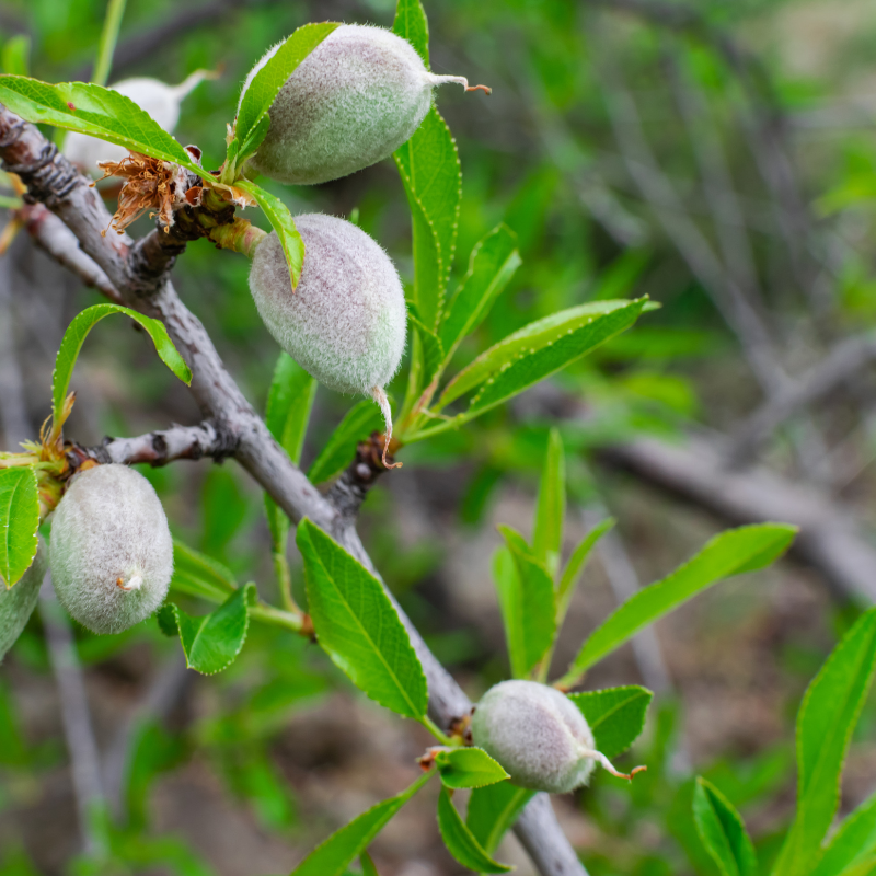 White Himalayan Apricot, Prunus Armeniaca seeds - 5