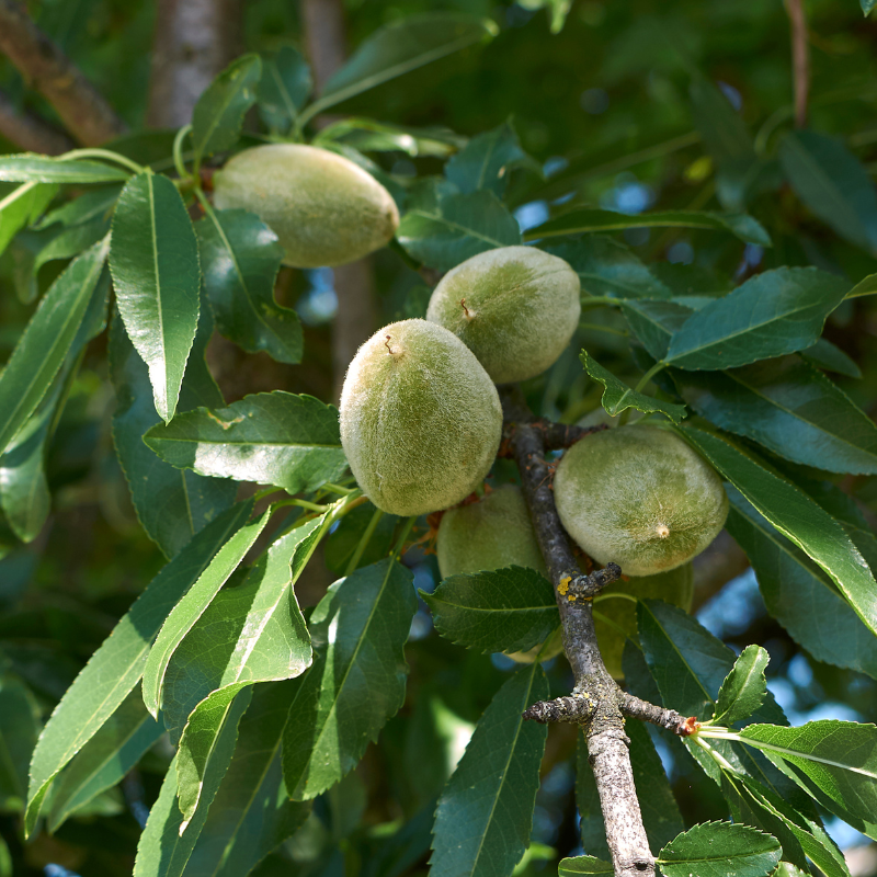 White Himalayan Apricot, Prunus Armeniaca seeds - 5