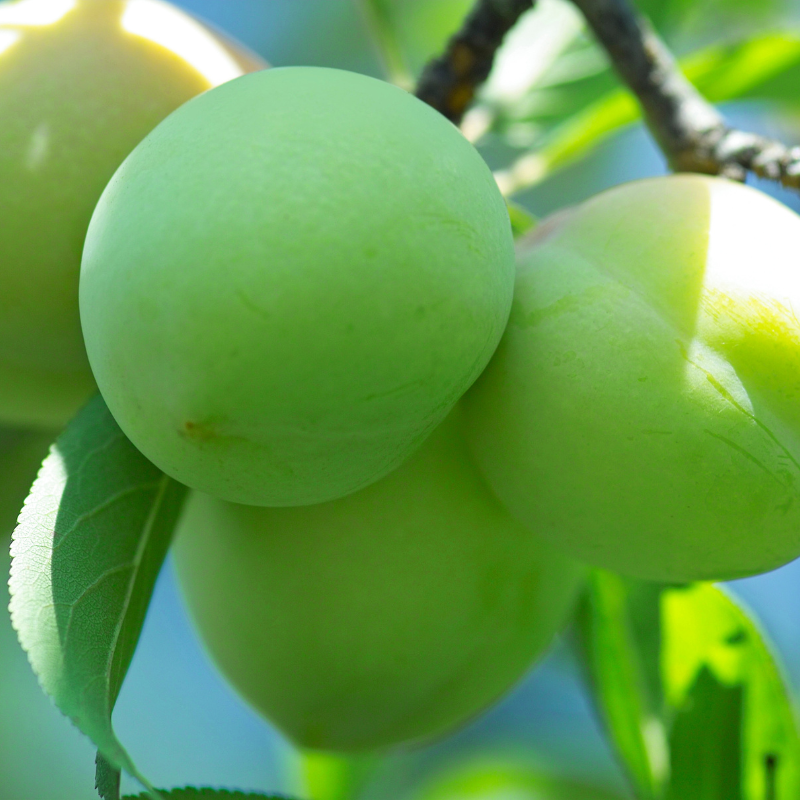 White Himalayan Apricot, Prunus Armeniaca seeds - 5