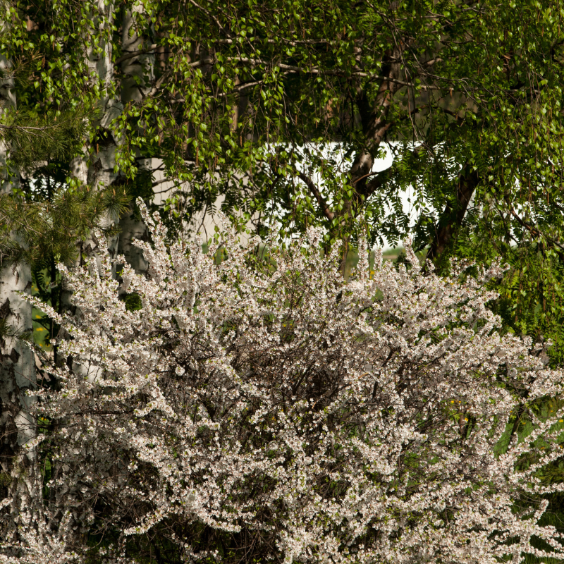 White Himalayan Apricot, Prunus Armeniaca seeds - 5