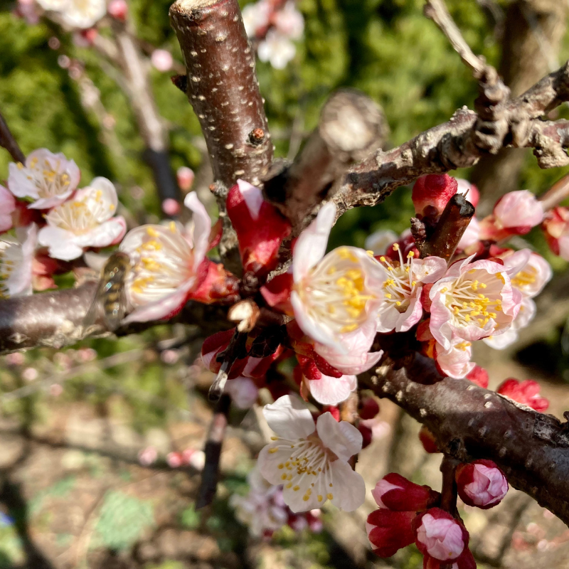 White Himalayan Apricot, Prunus Armeniaca seeds - 5