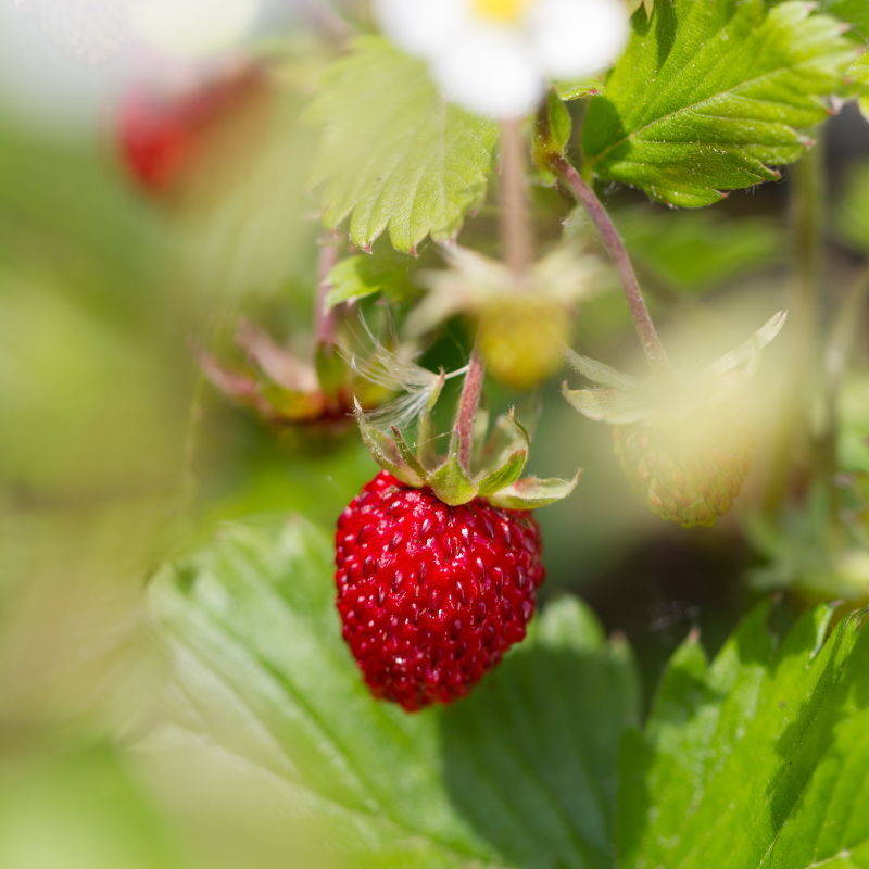 Fragaria Vesca, Woodland Strawberry, Alpine strawberry seeds - 150