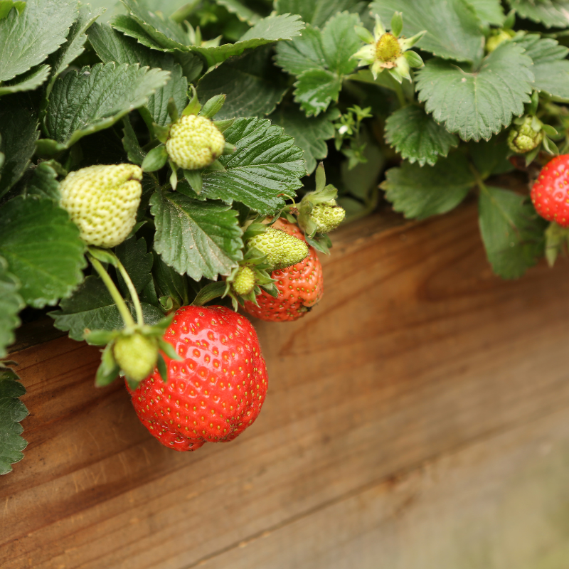 Fragaria Vesca, Woodland Strawberry, Alpine strawberry seeds - 150