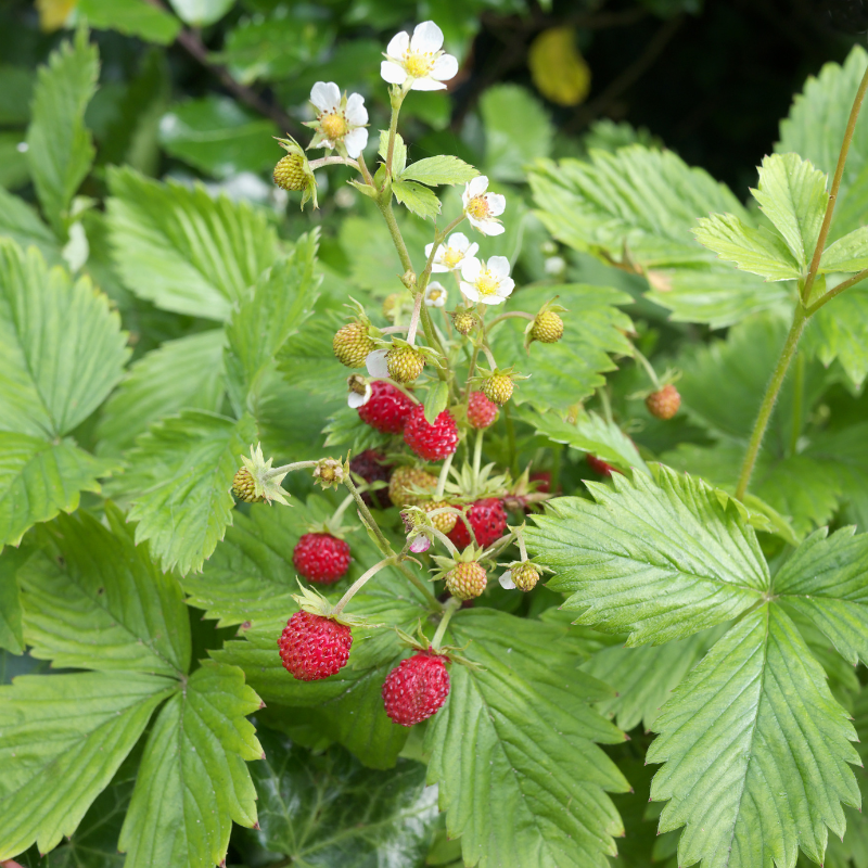 Fragaria Vesca, Woodland Strawberry, Alpine strawberry seeds - 150