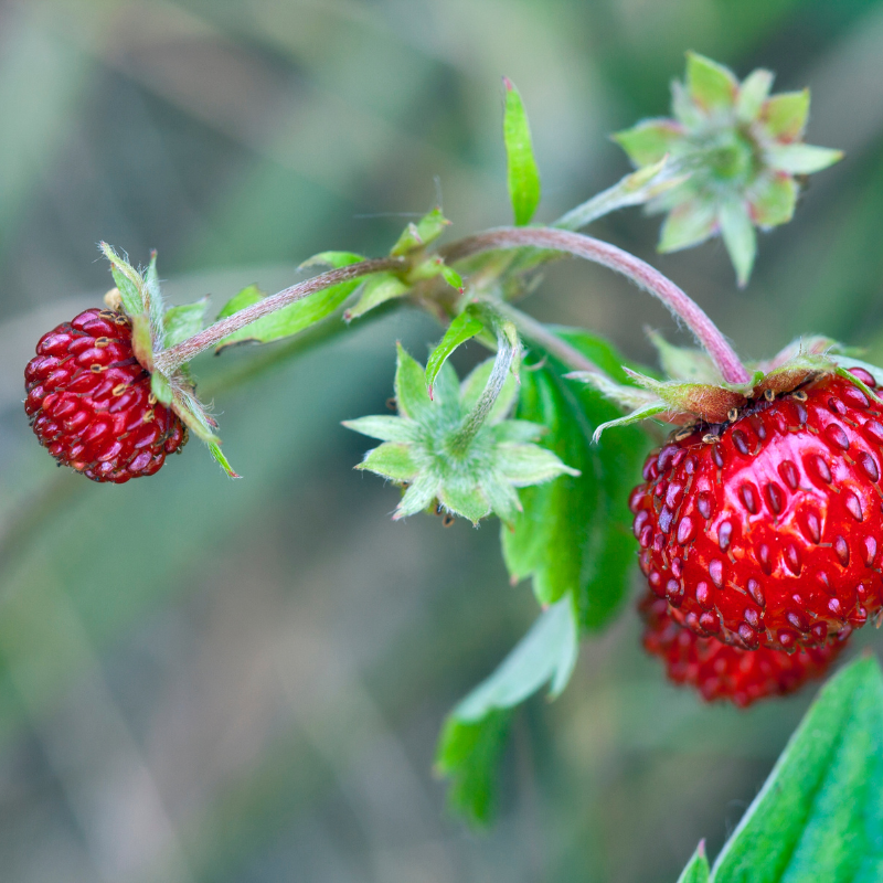 Fragaria Vesca, Woodland Strawberry, Alpine strawberry seeds - 150
