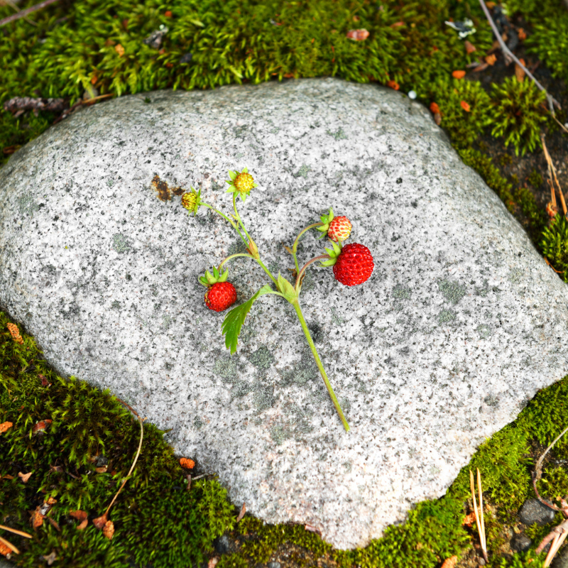 Fragaria Vesca, Woodland Strawberry, Alpine strawberry seeds - 150
