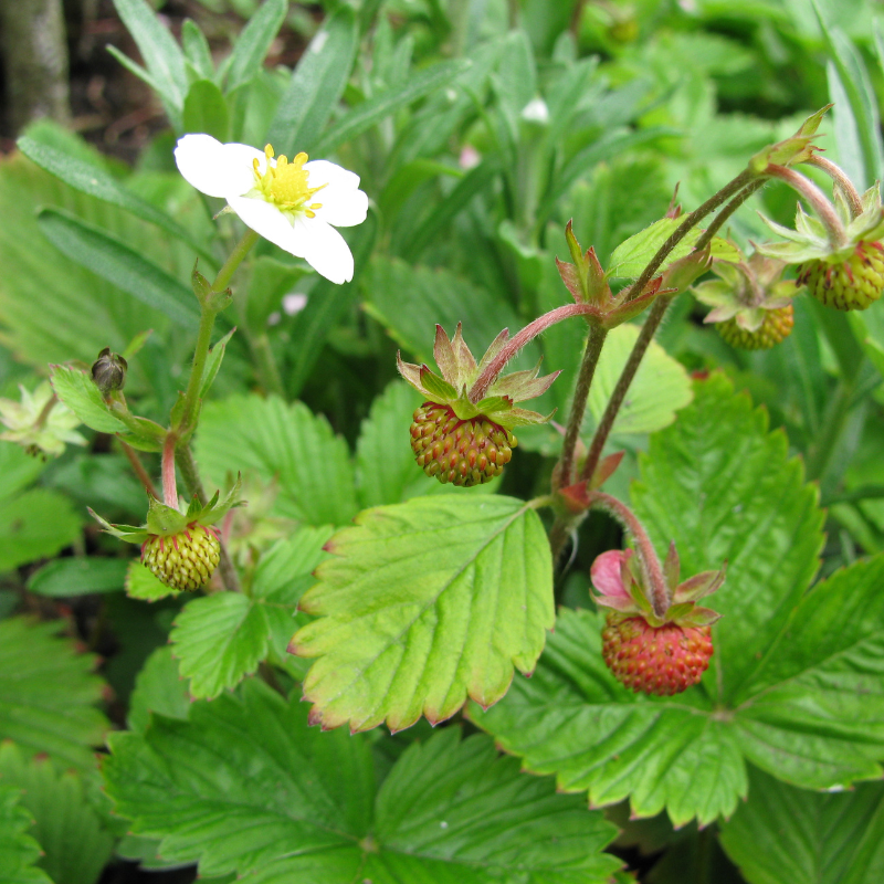 Fragaria Vesca, Woodland Strawberry, Alpine strawberry seeds - 150